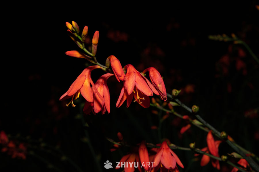中药材与药材花 105
