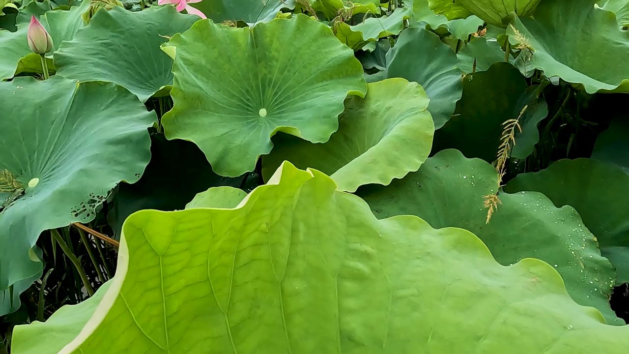 荷花及荷花叶