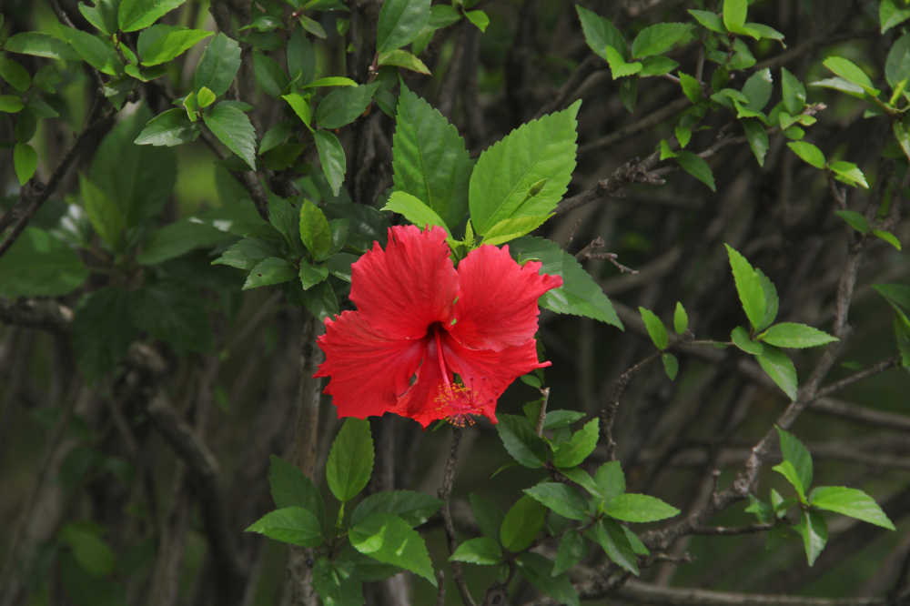 一朵红色朱槿花
