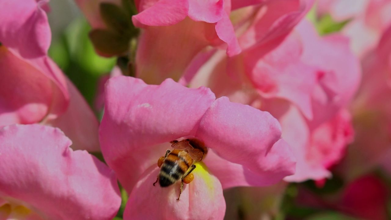 春暖花开蜜蜂采蜜 4