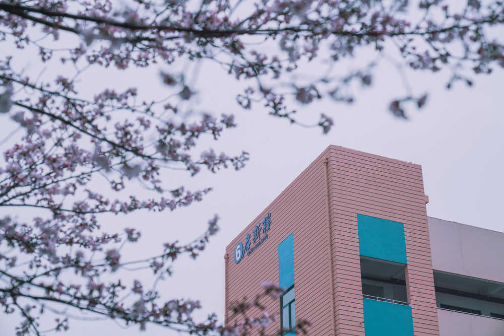 樱花季
