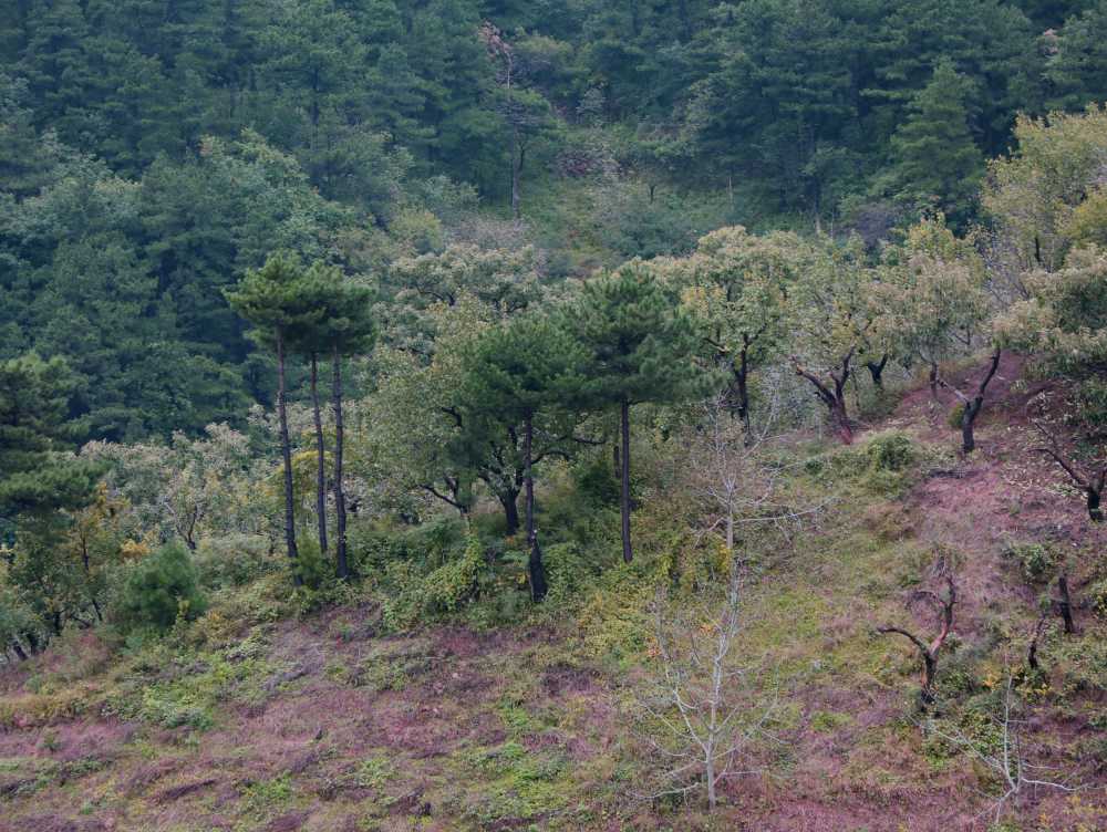 众