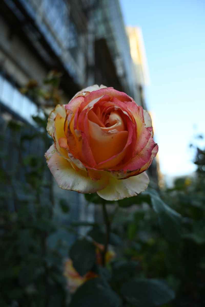 月季花