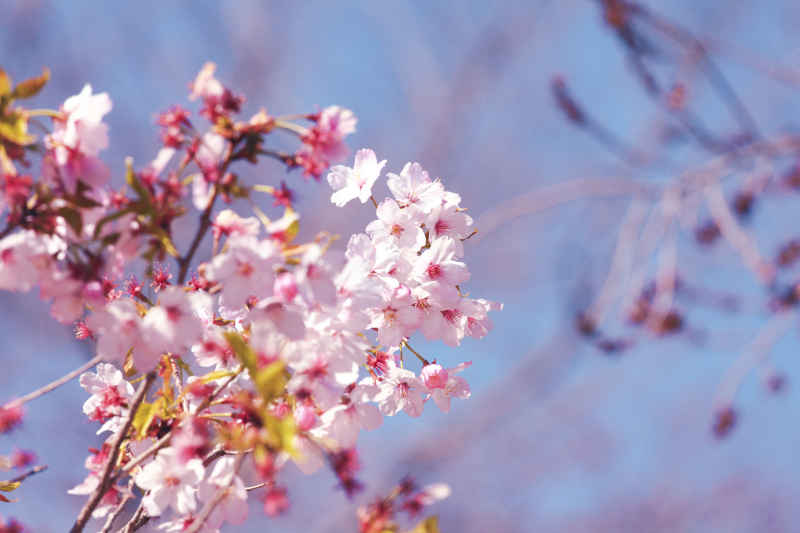 春·樱花祭 14