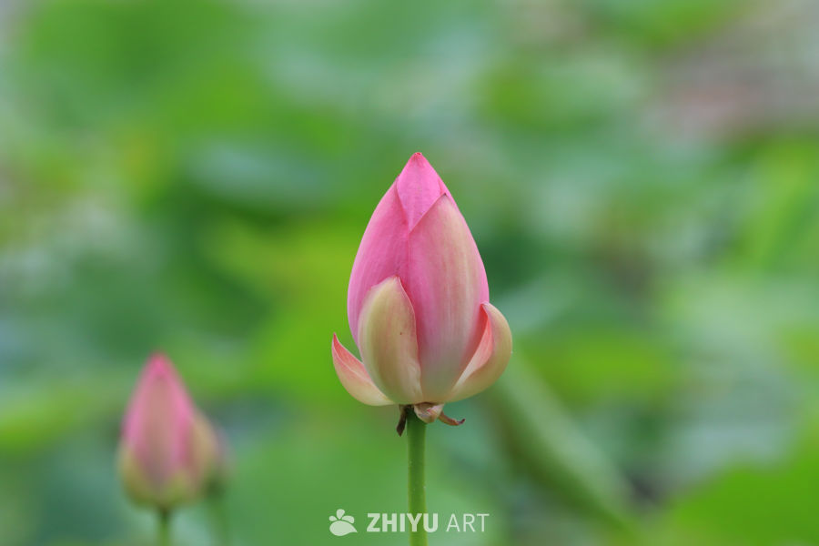 荷花 17