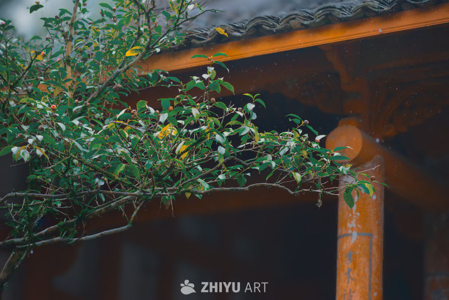 雨中古建筑与绿植