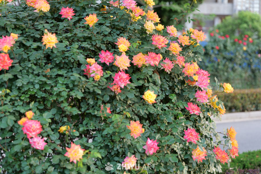 月季花 34