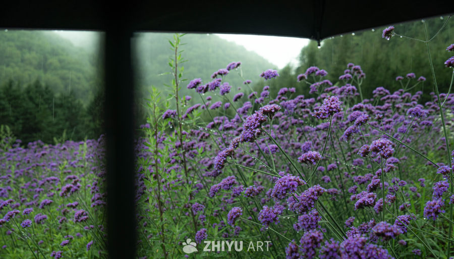 雨中紫花海