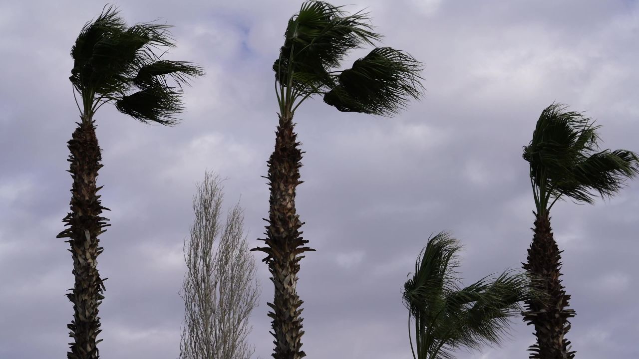 风手掌棕榈树树