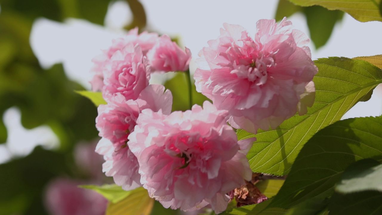 春天盛开的樱花 9