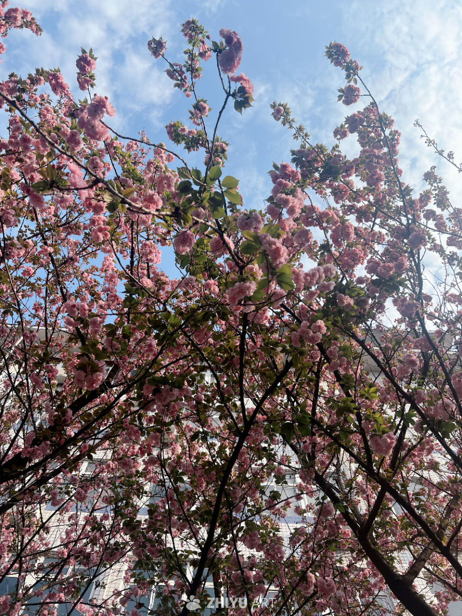 花海