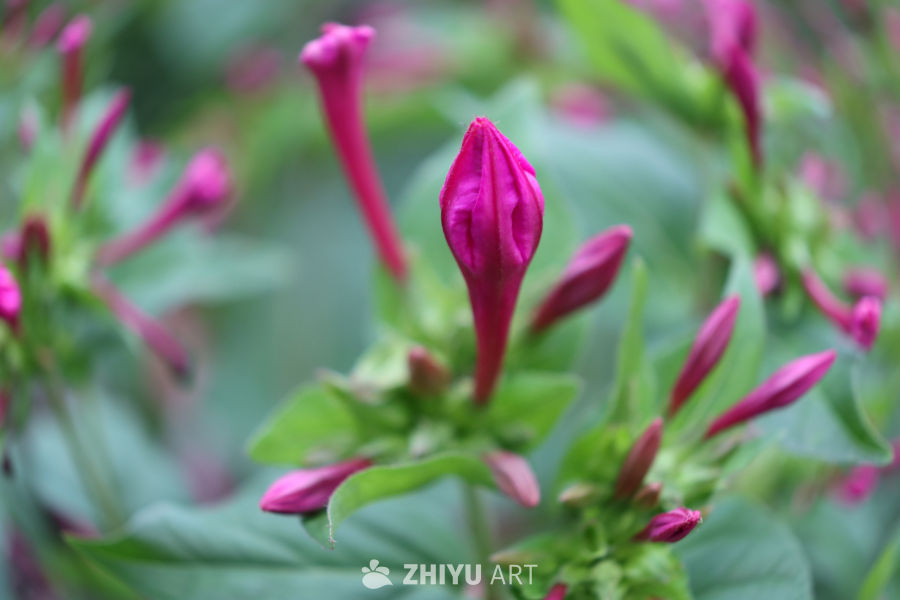 紫色花蕾绽放的春天