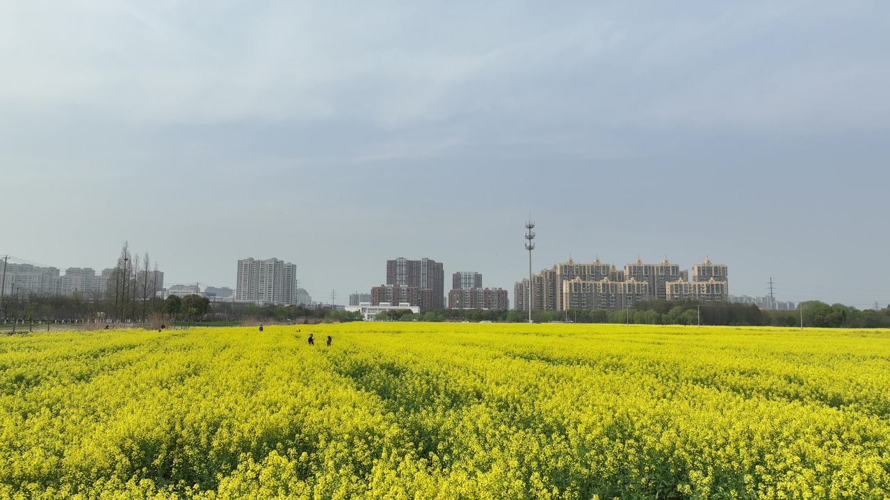 油菜花田