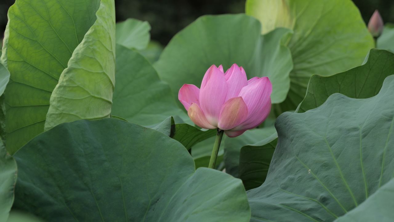 荷花 20