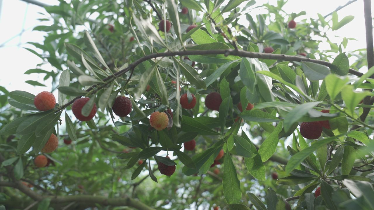 红彤彤的杨梅 7