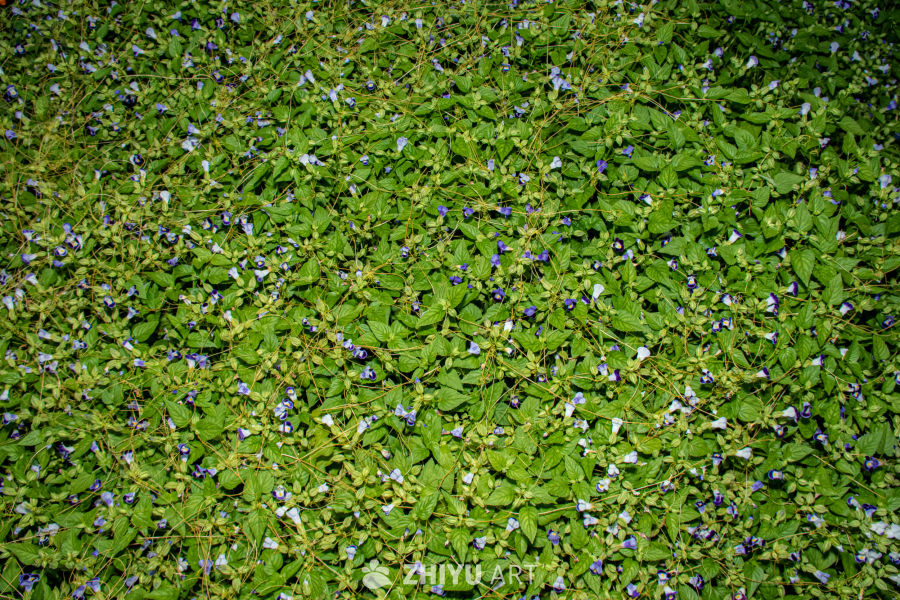 中药材与药材花 32