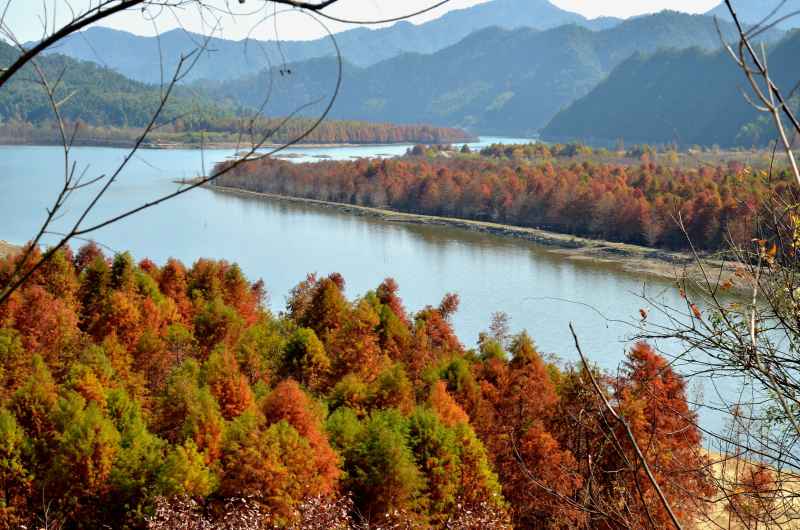 皖南川藏线 秋叶树林 14