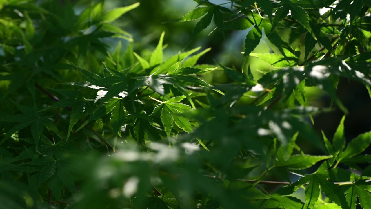 一组初夏枫叶的慢动作 3