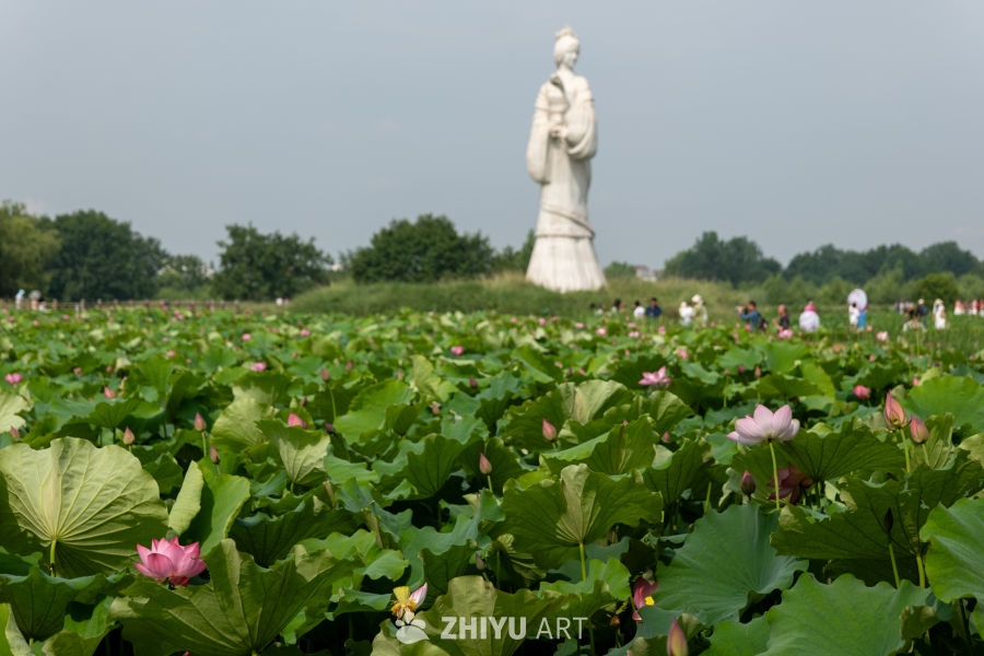 荷花 141