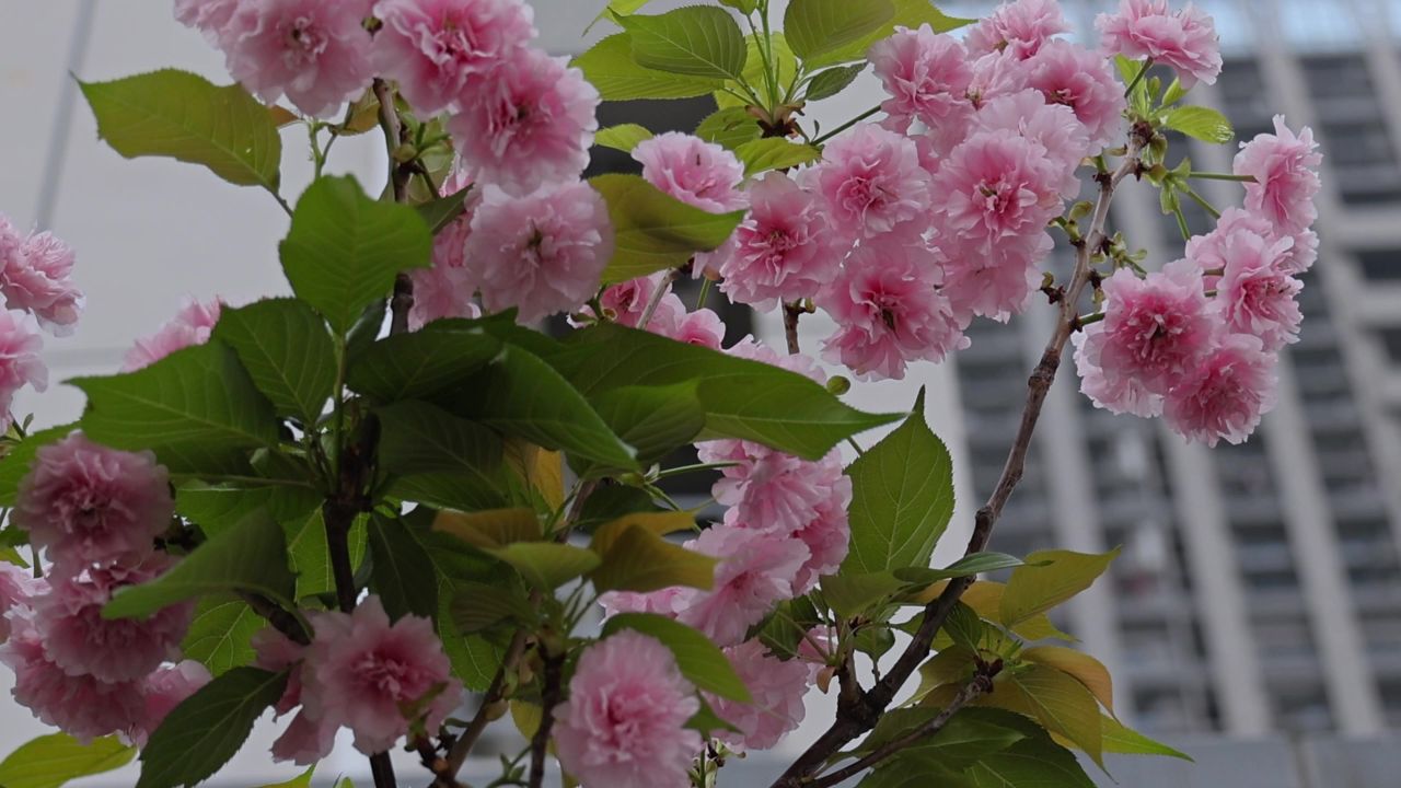 春天盛开的樱花 1