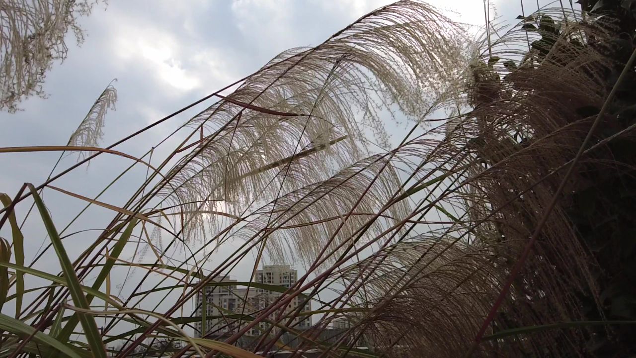 枯萎 芦苇 植物 实拍