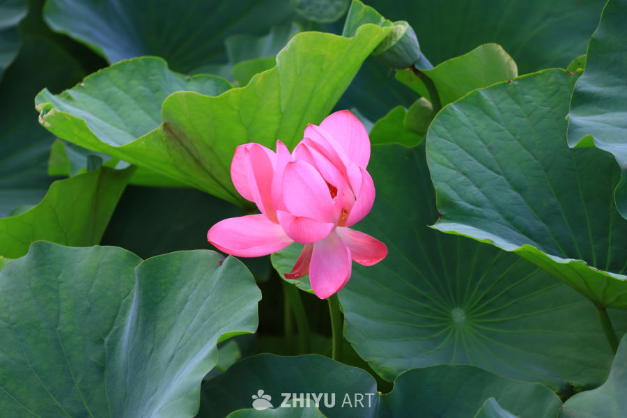 盛夏荷花 190
