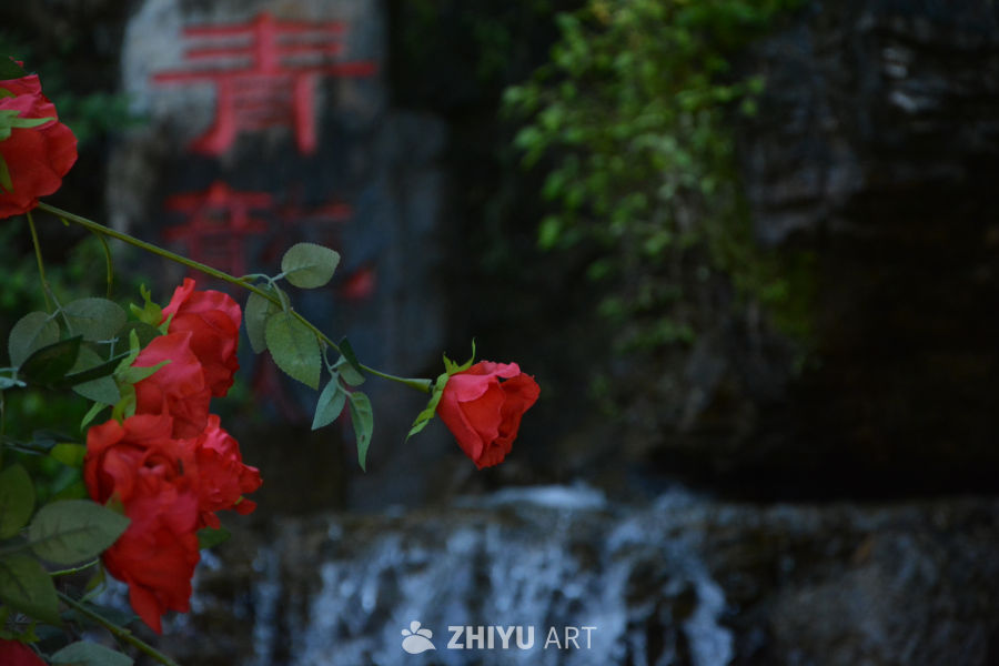 月季花