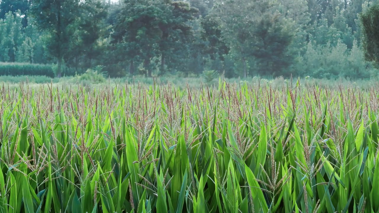 立秋时节授粉期的玉米田航拍 23