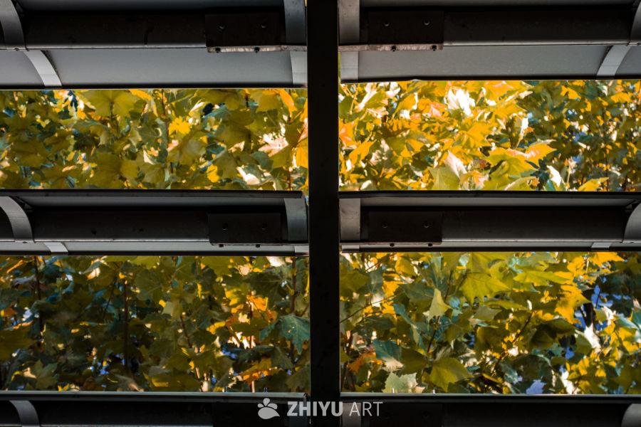 秋日光影下的绿意