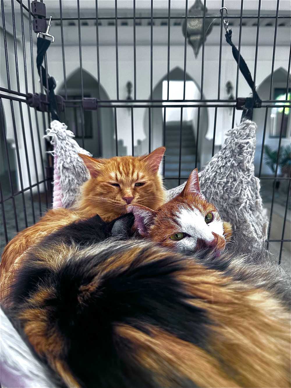 猫猫