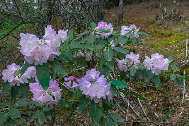 杜鹃花 2