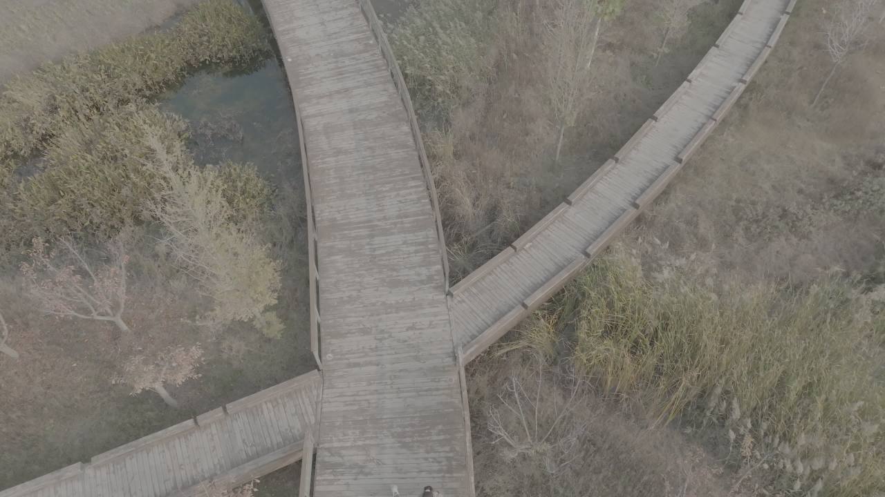湿地上的木桥