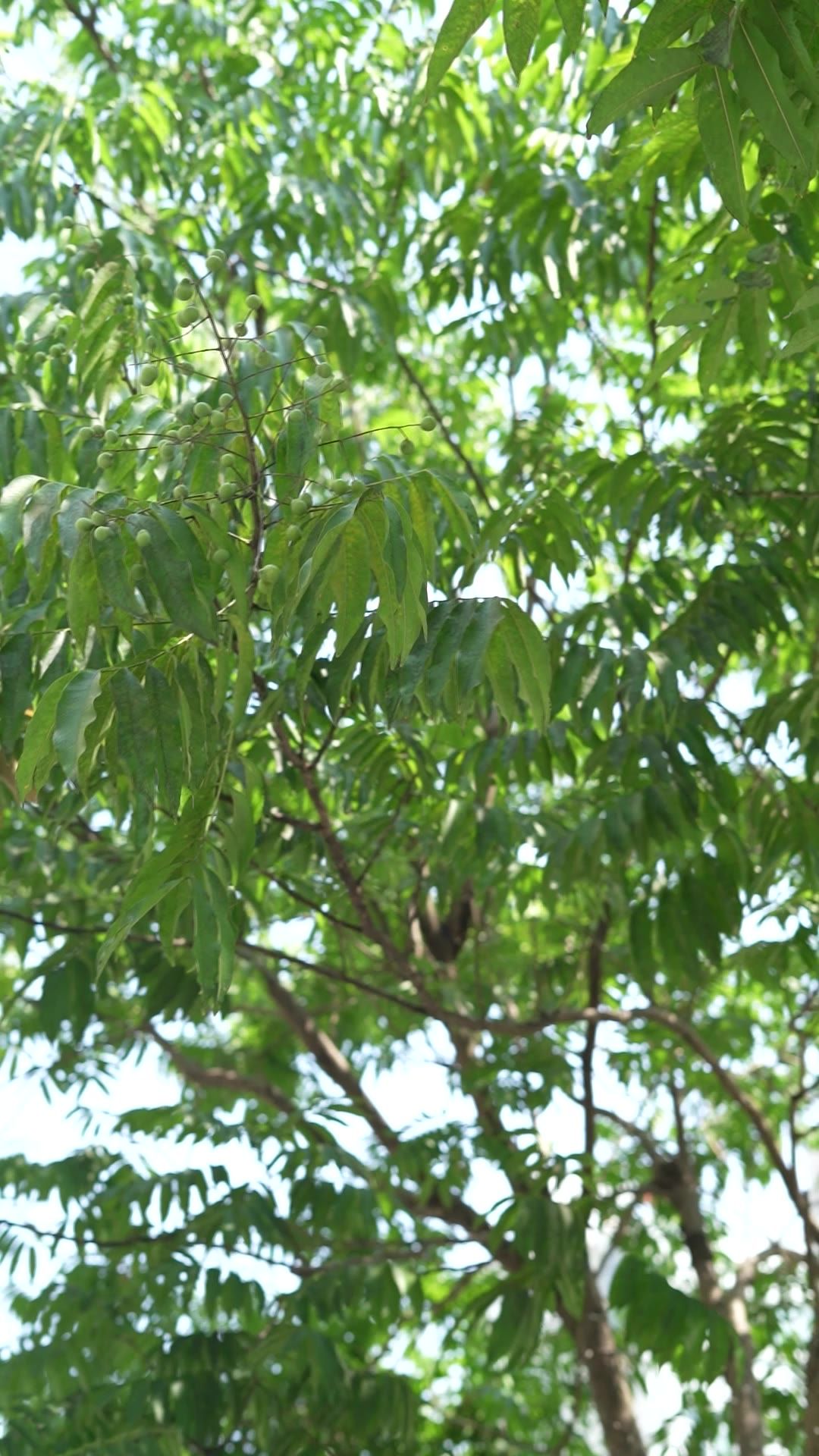 阳光下的绿树