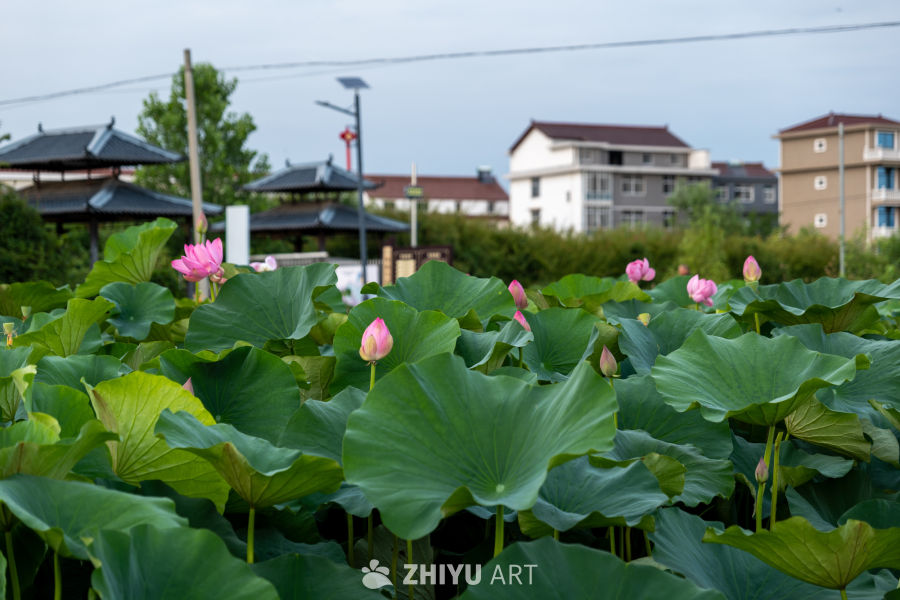 荷花 18