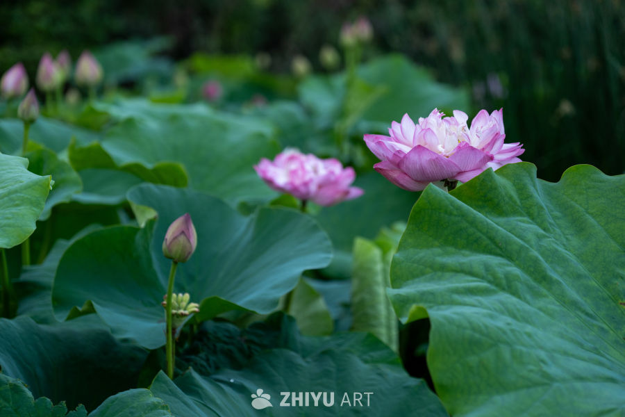 荷花 28