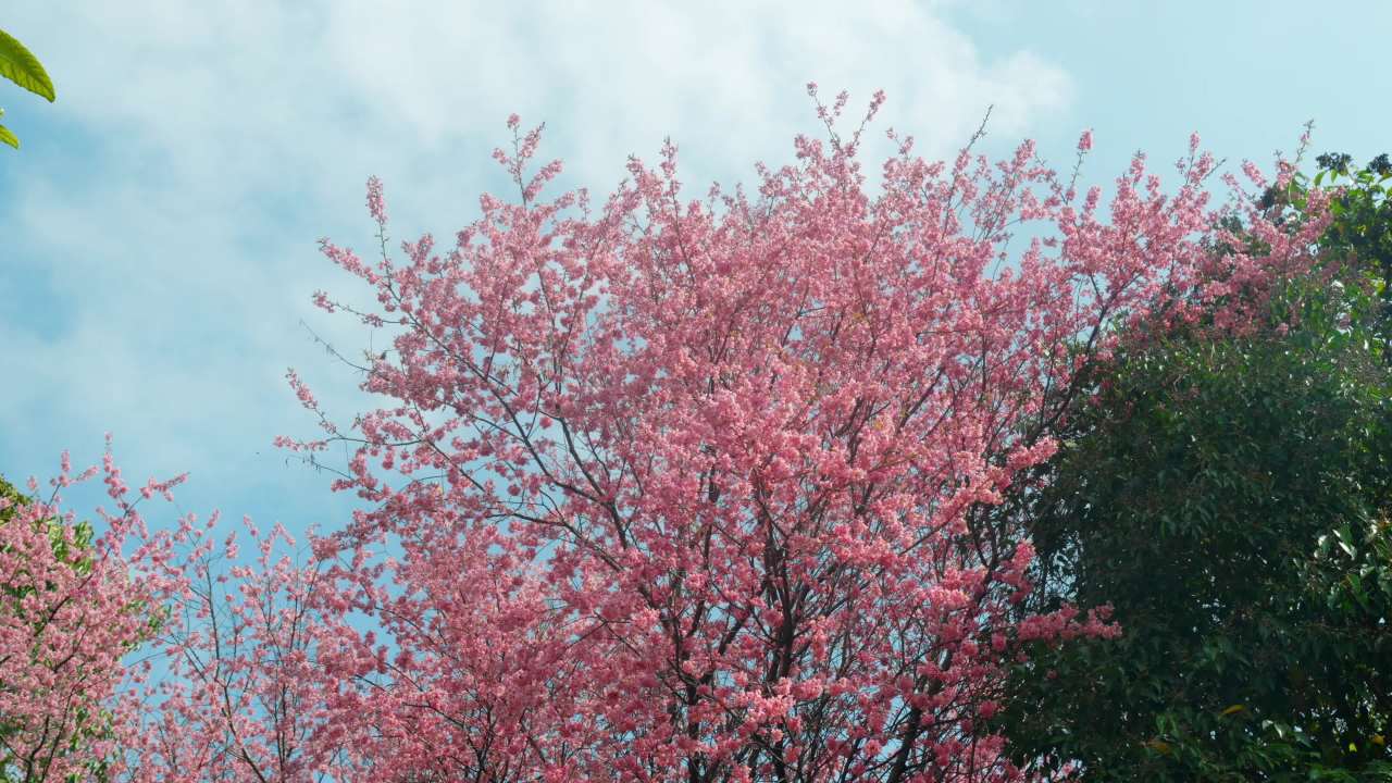 春日樱花盛开
