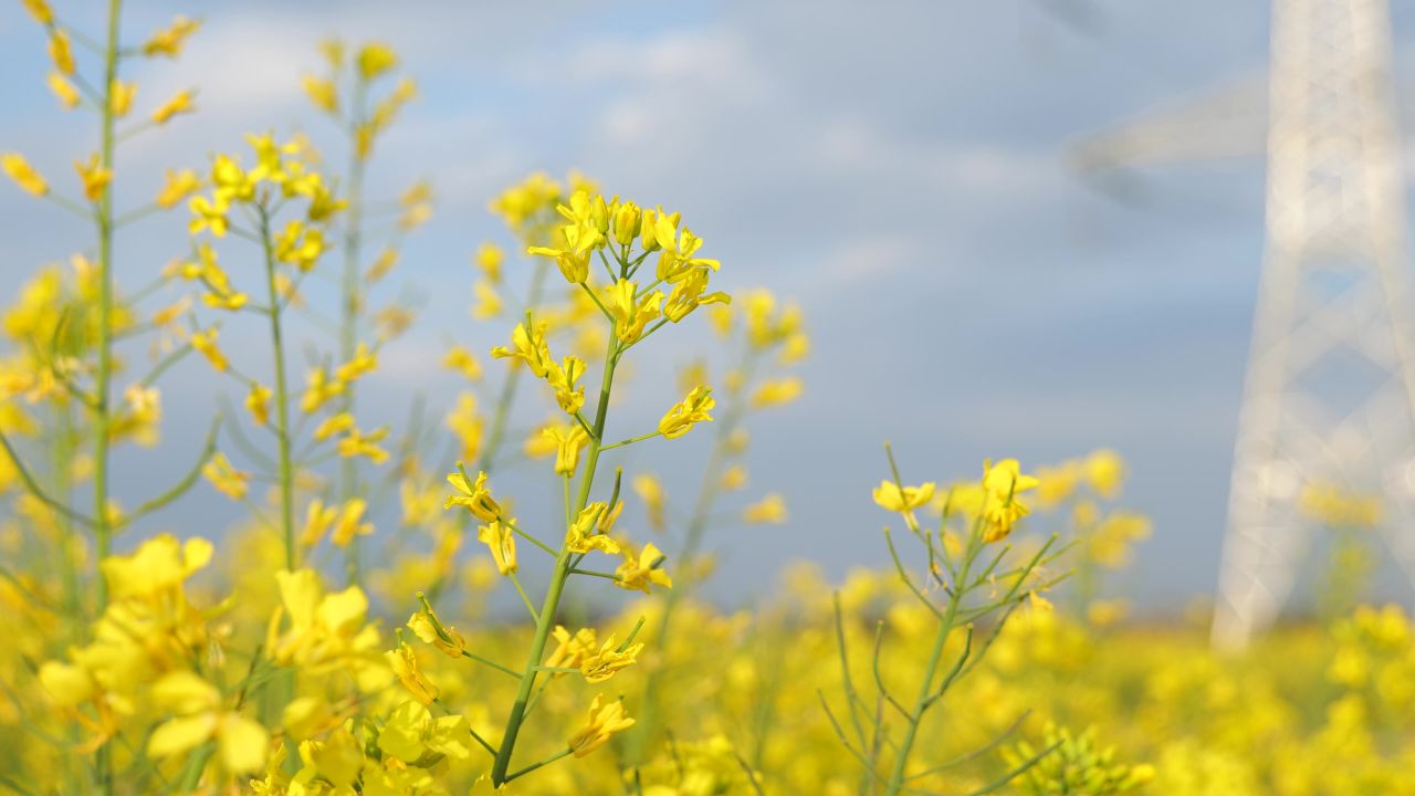 油菜花