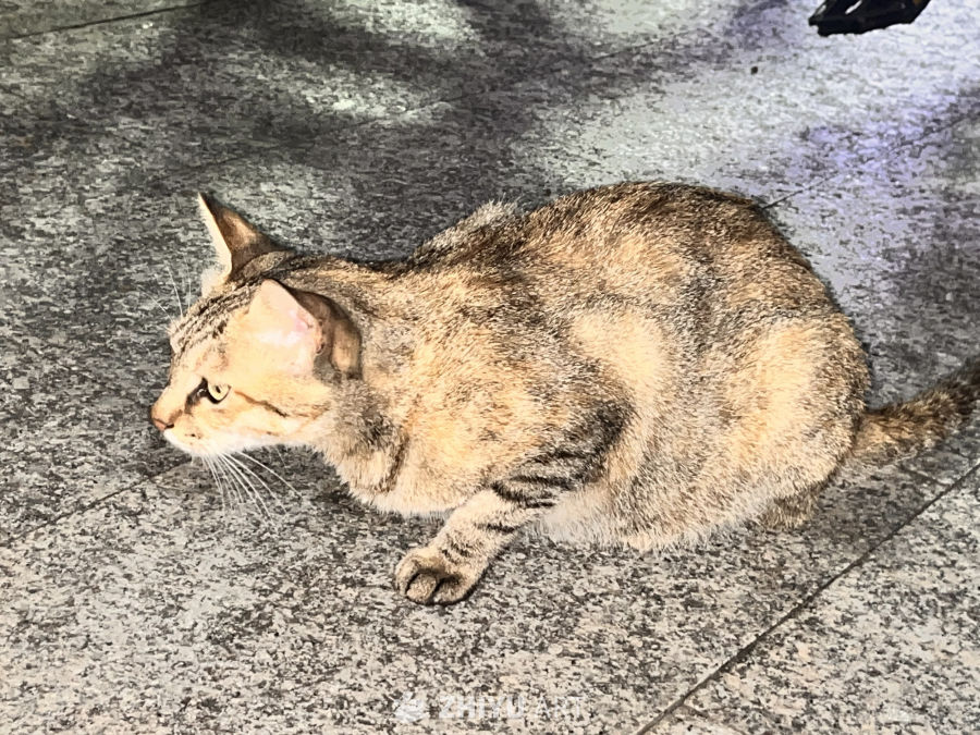 石板路上的悠闲猫