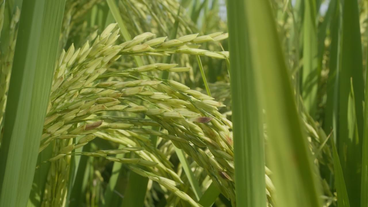 水稻粮食庄稼五常大米 31