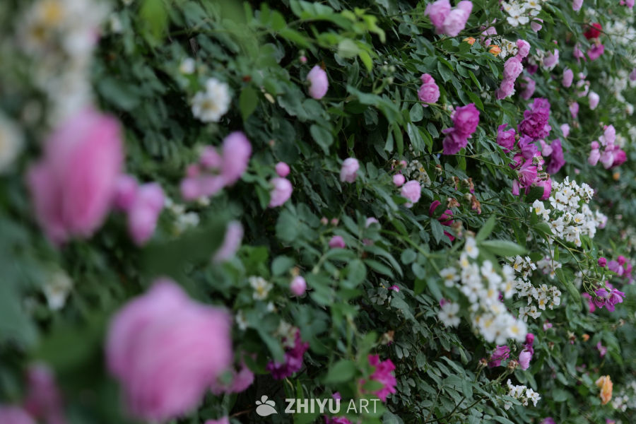 月季花 14