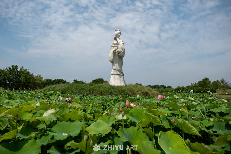 荷花 200