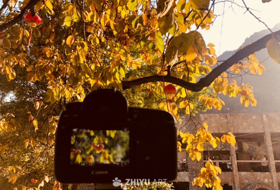 秋日柿树下的光影