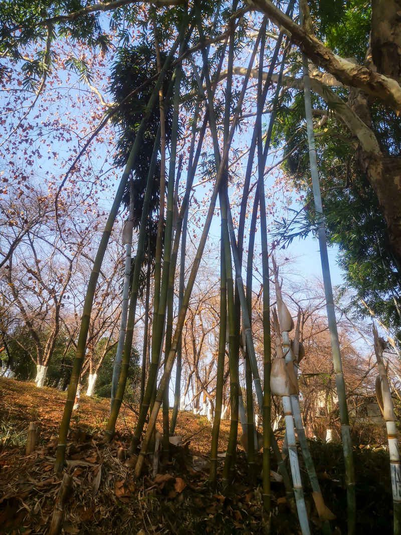 竹林竹叶植物摄影图 