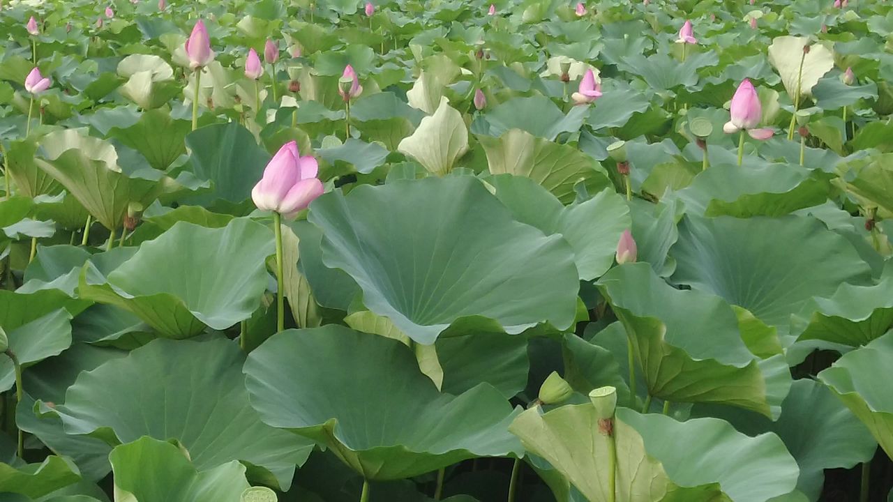 夏日风景蓝天白云荷花荷叶实拍 