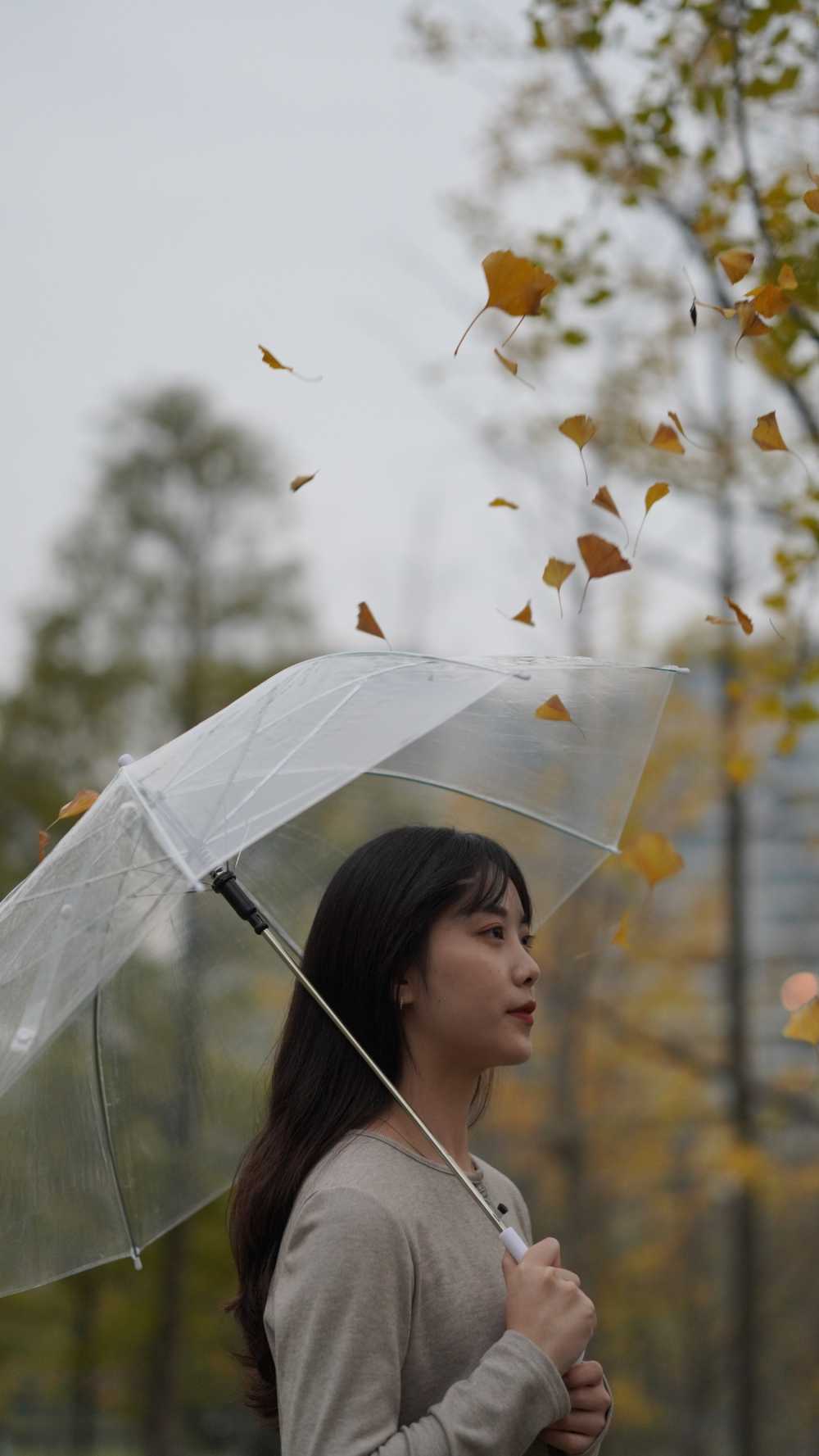 银杏与你