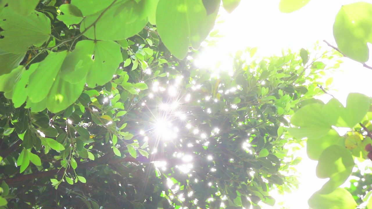 阳光透过树叶仰拍