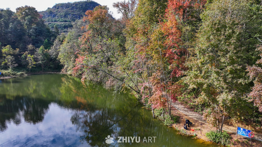 航拍水边枫叶美景  初冬枫叶似火 23