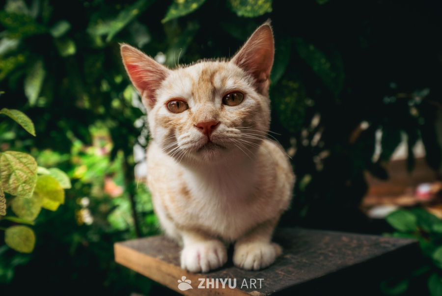 今天你拍猫了吗
