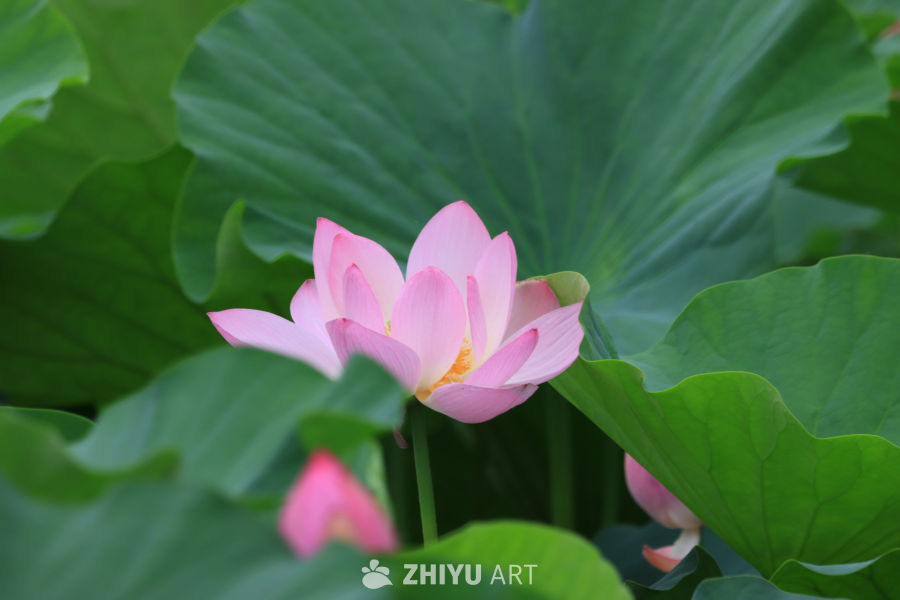 荷花 57