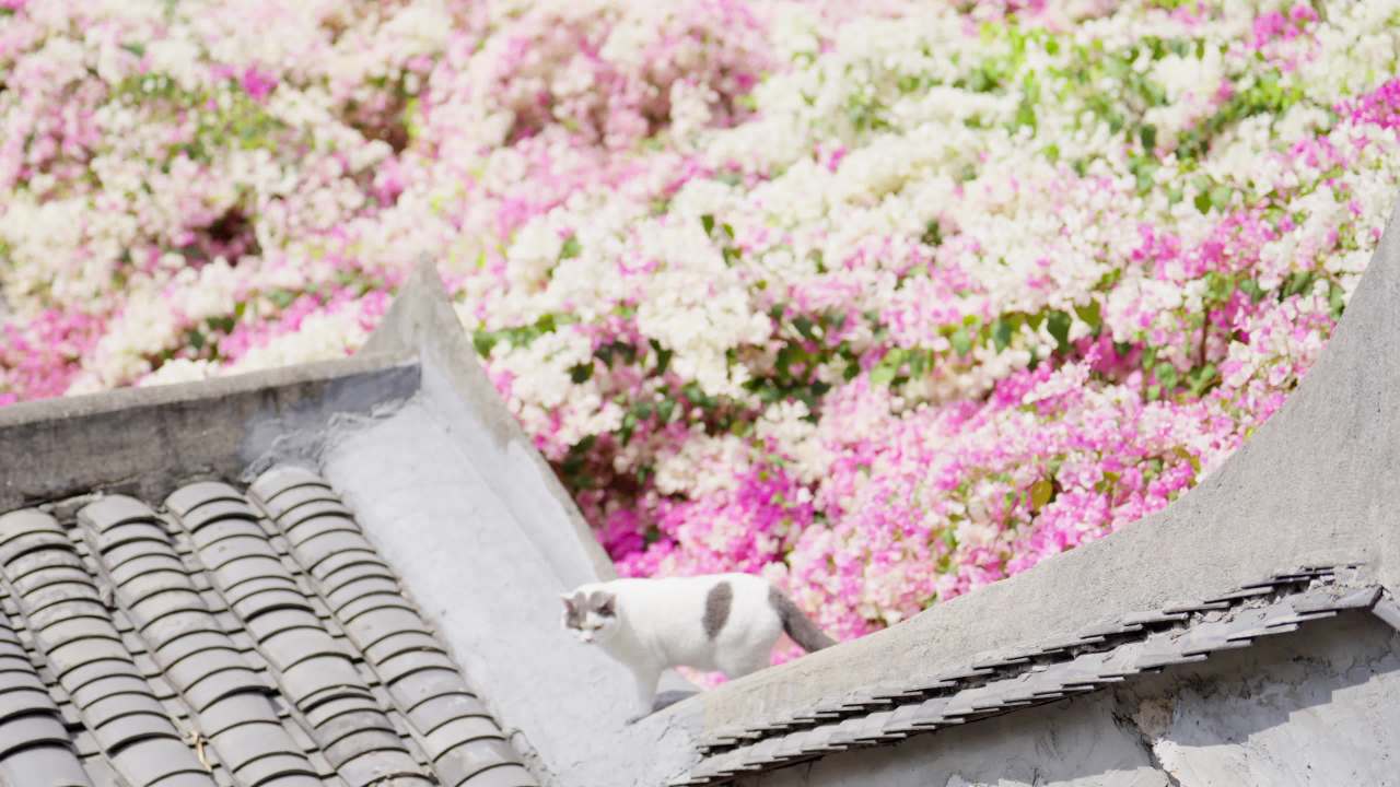 小花猫在开满三角梅的屋顶上回头